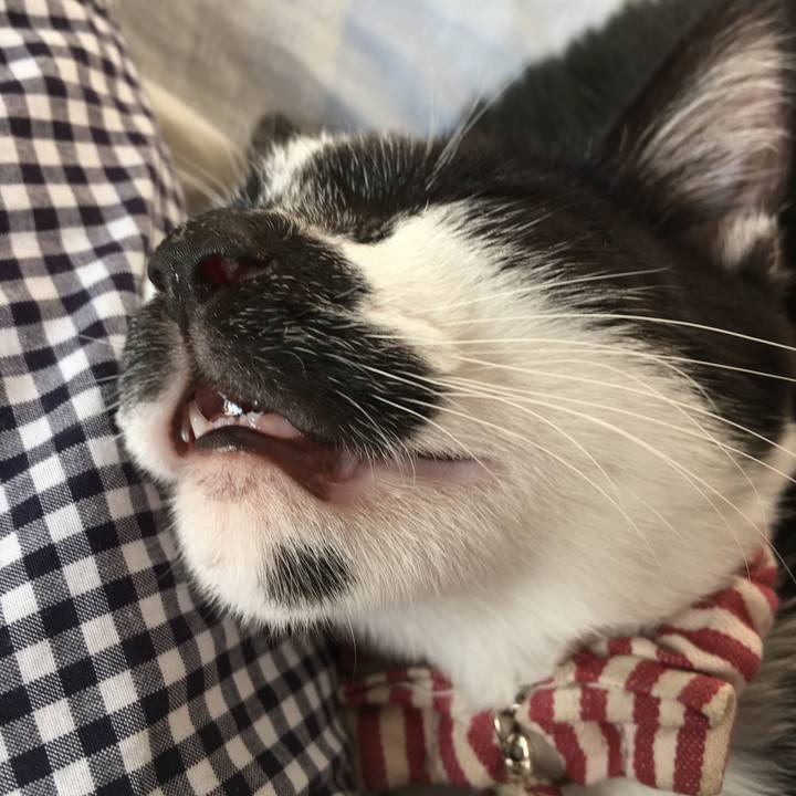 C486fadb 0d6c 4e70 bd8c 2798bd26b382