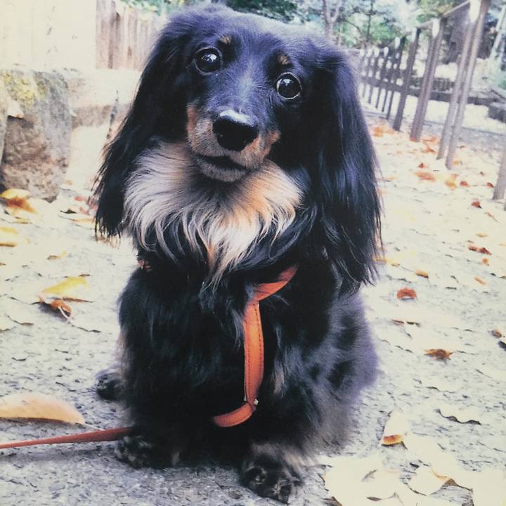 C488a4ca 6487 4b66 a1ea 241cf8da28f8