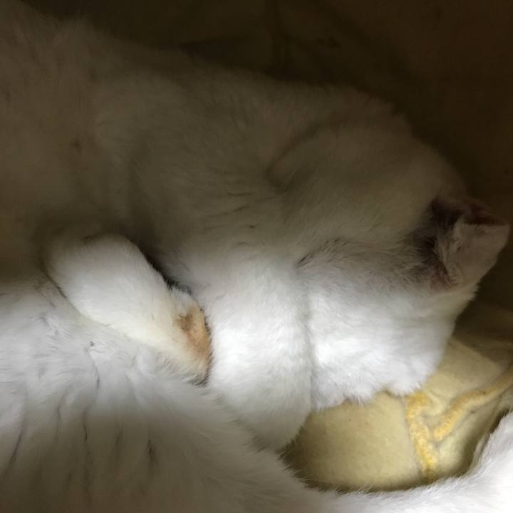 C4938ab8 1022 4c03 889d 76ae92ed37ef