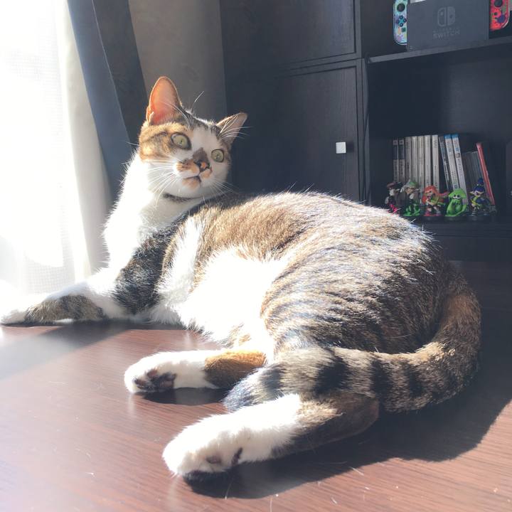 C4988bee 4e55 4ac4 9080 e7a5b8019621