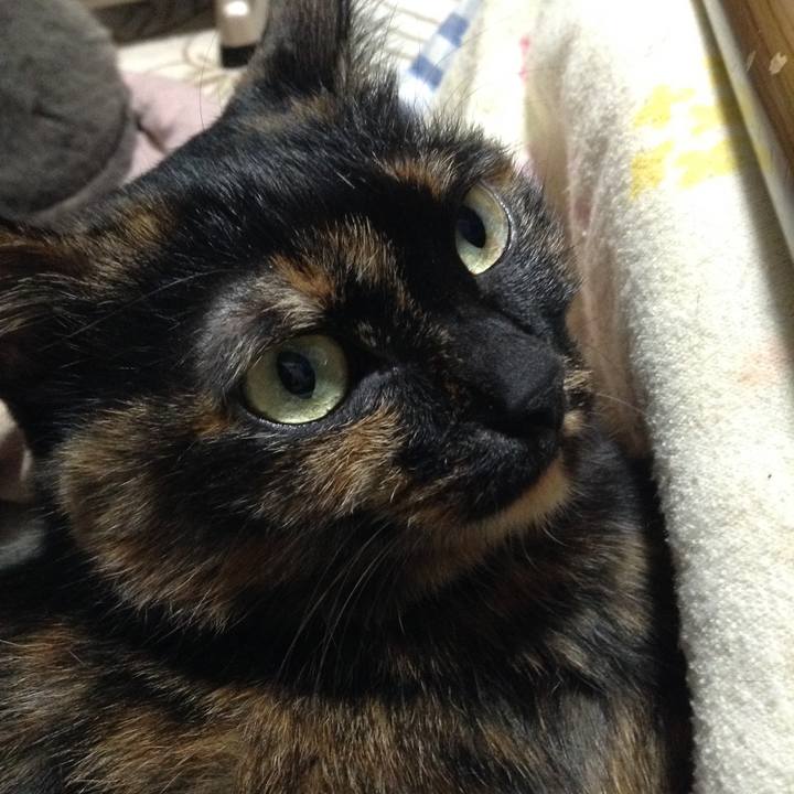 C4aa391c c58e 4077 836f 4f02c439623c