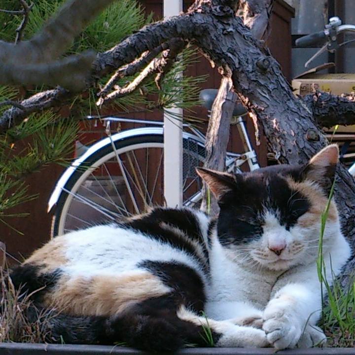 C4aa5f63 0991 452c a15b 3e08887862a5