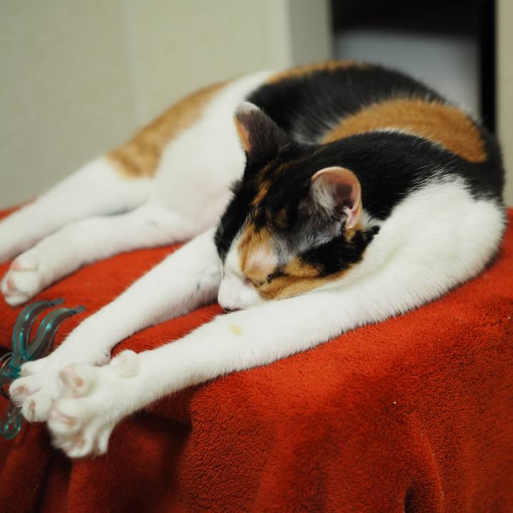 C4abf25f 0855 4cd0 be4a e0f54687204a