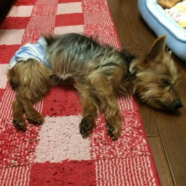 C4c0a832 deb7 4fb4 ab17 e2326a799df1