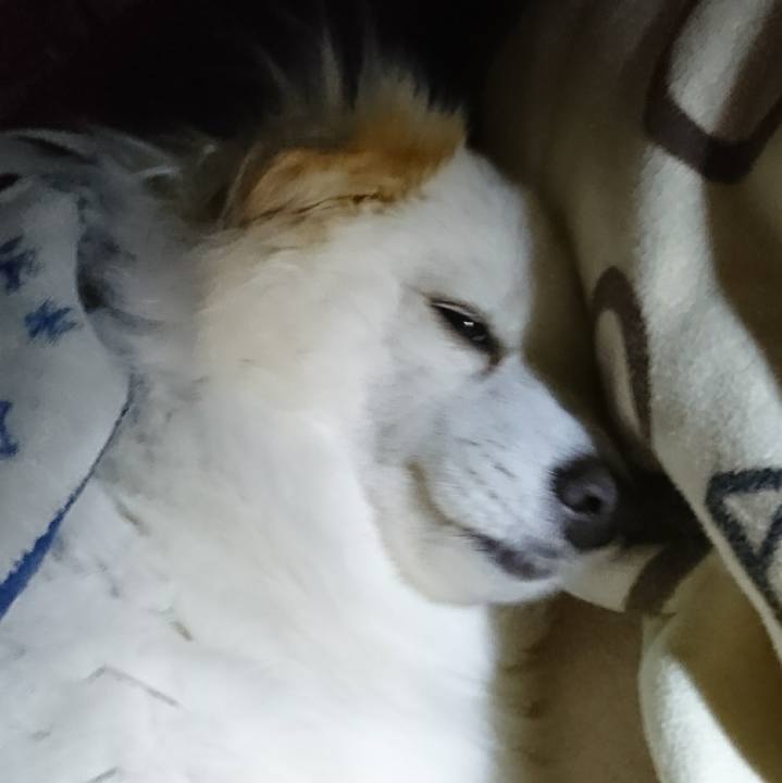 C4c4c359 9995 4760 96e1 64aa0d49d3ad