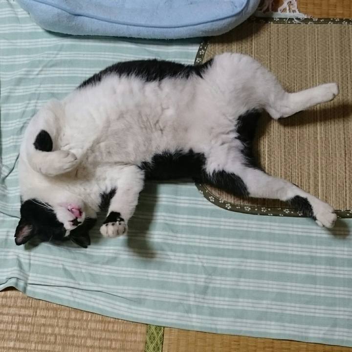 C4c7e4f5 e4e4 4f6a aed9 c2050140eb94