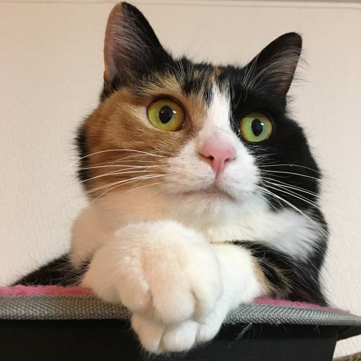 C4cac48e 6835 4f7f bafa 4a633073faec