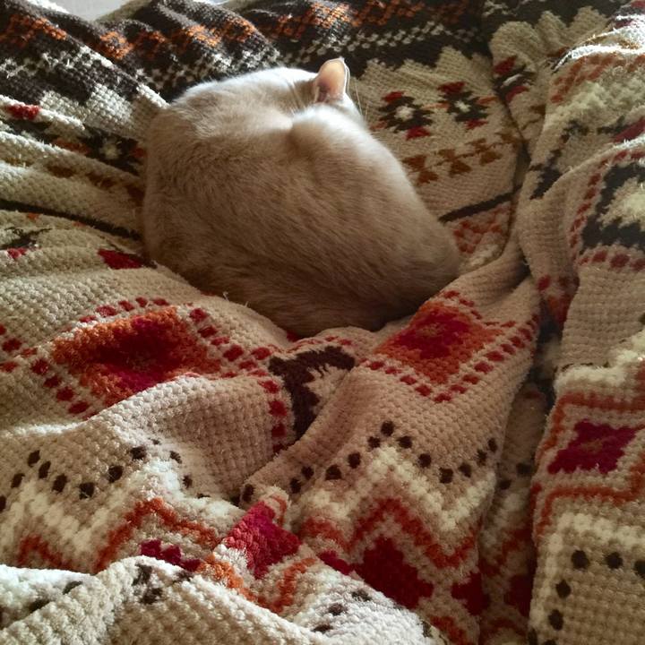 C4cf5f0f 01f9 4700 9634 26fb92f81968