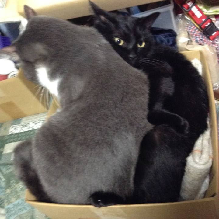 C4d0285f 6b71 40ce 94fc bdb808760555