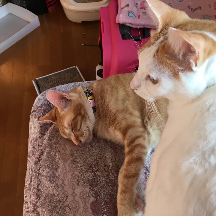 C4d1f869 401f 4f8f 8eab 2231a8d35eb6