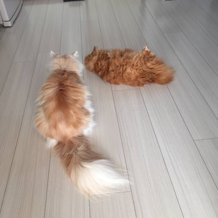 C4d2b742 f98c 47aa 837c 50aafa50c4d0