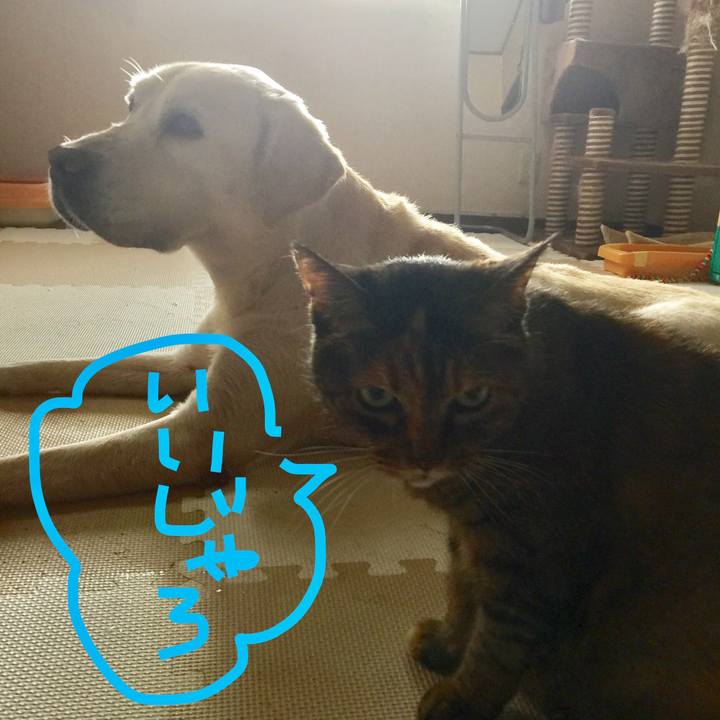 C4d5f605 5e8f 41a2 9ba9 039295547905