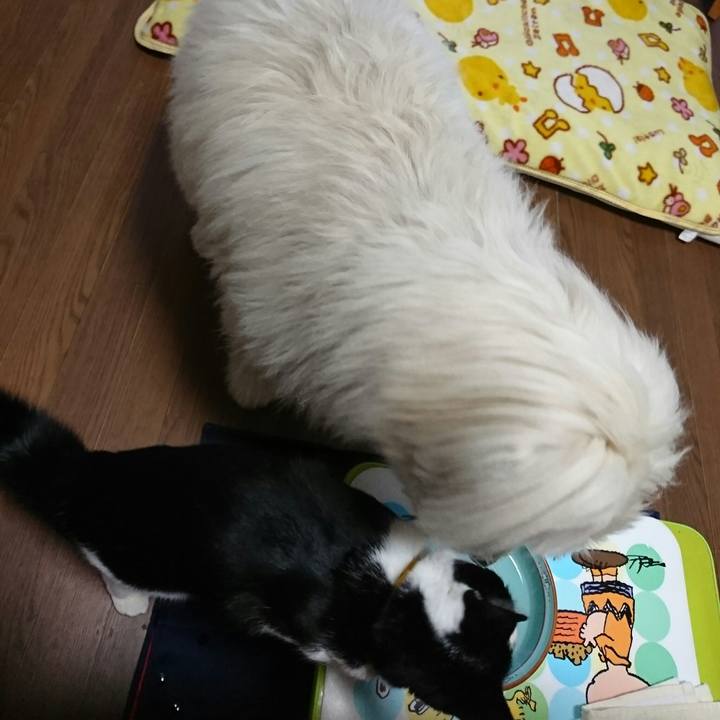 C4da5494 9869 4aed a49e ff66e353a997