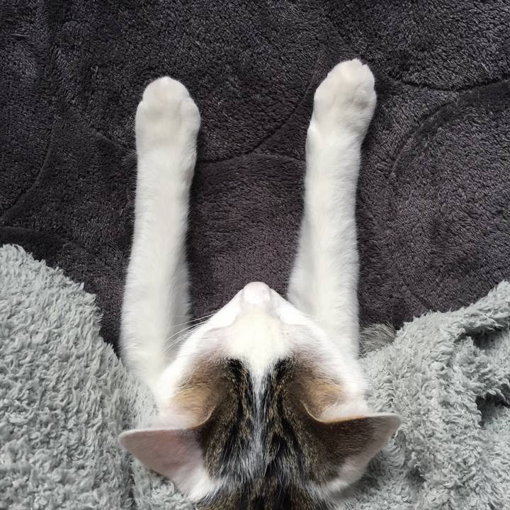 C4e28607 5ece 4083 8b42 59e4f2959ee7