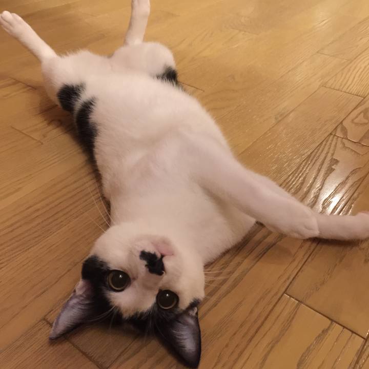 C4ed738f cab0 4371 8151 e72081541164