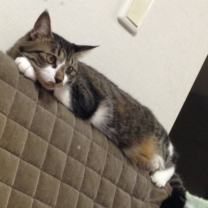 C4f0225a fb36 4b85 9dcc ce9a4b54d085