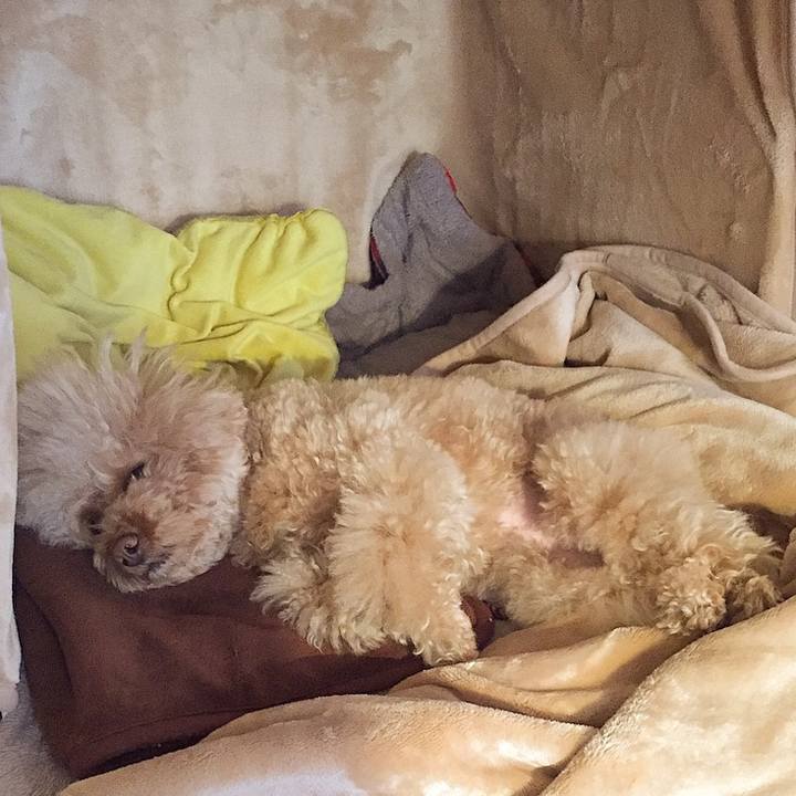 C4f25e39 bd1b 4cd1 8c24 3111addef900