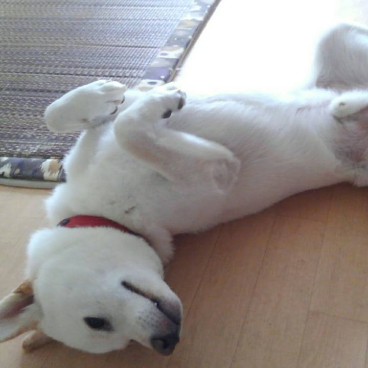 C4f9106a e94a 42c8 8cab e1c2272cdff7