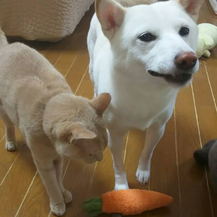 C50a49a5 06b0 40f2 a63d 473278112a99