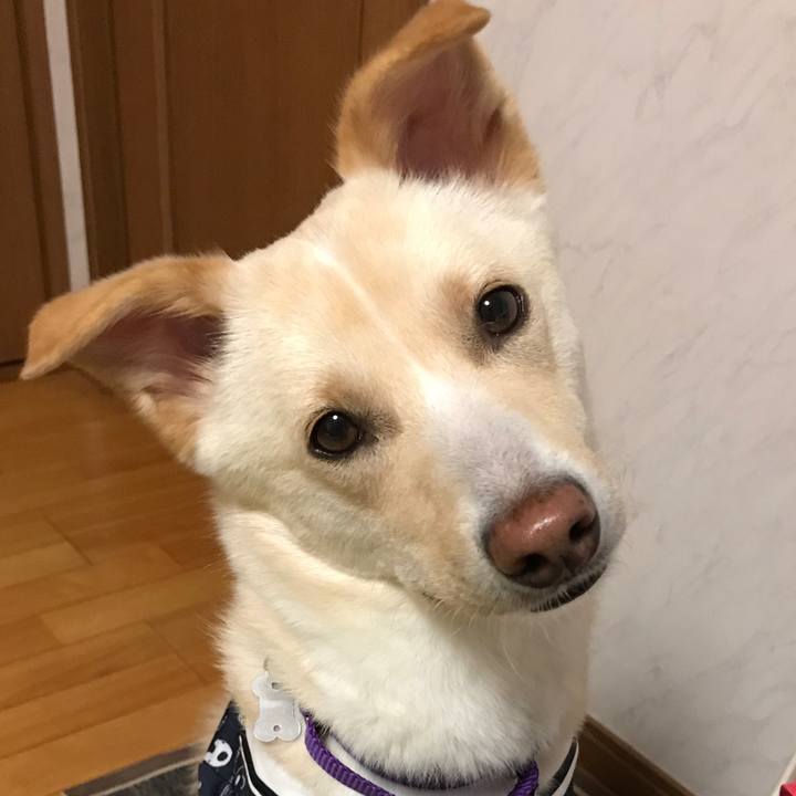 C50a71cc 177e 41ed 810e 24f7f6bf6b2a