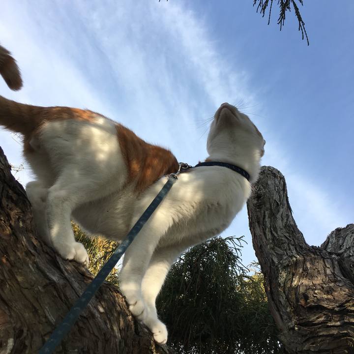 C50acf89 1596 4b9a a955 dcd821b30086