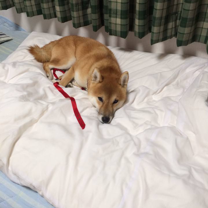 C51099c4 36cf 428c 9e77 7a76029c5154