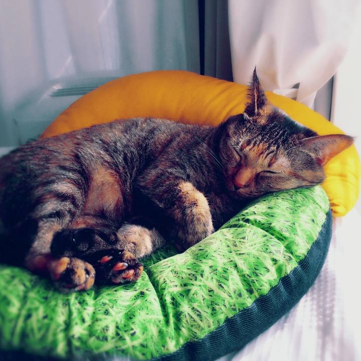 C511dc12 3991 4283 92cd 7aa90f65f608