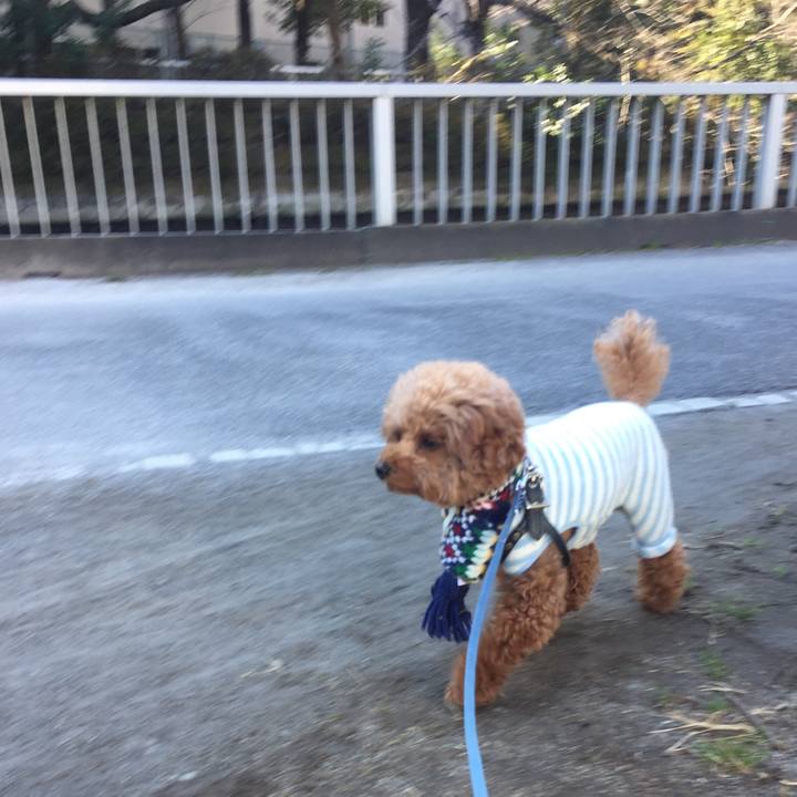 C514bf30 a0dc 42e8 93de 861970066c0c