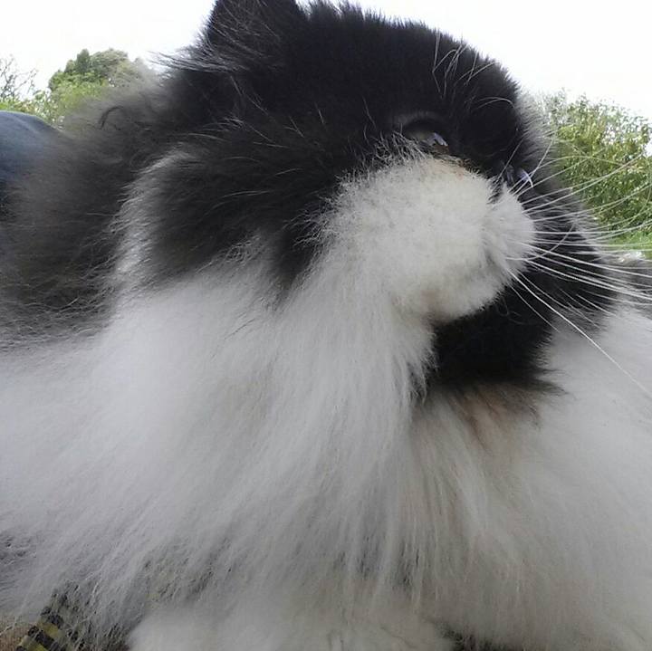 C51e8857 a879 4af4 a0ca 724c72132fc8