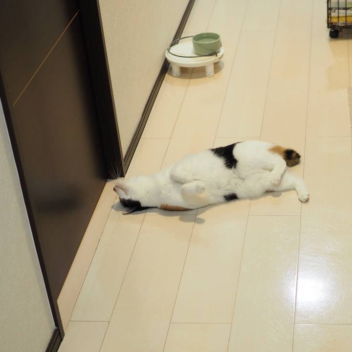 C5206d6c 784f 4c32 919e 0c0deabae464