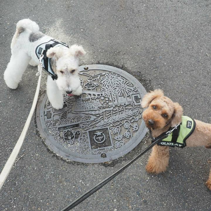 C52c50fc a43c 410d b6c0 20ea91799dc8