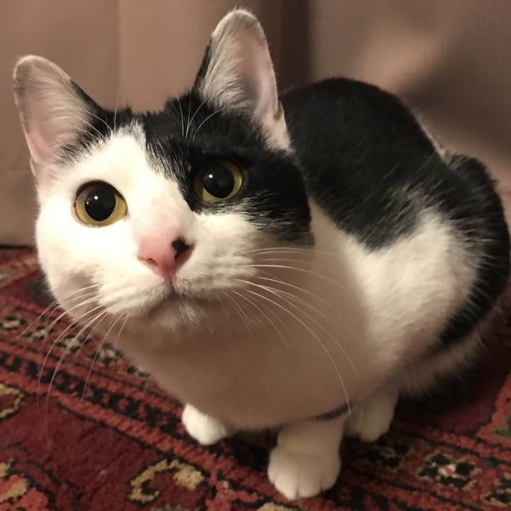 C52dc64b 3cc1 442d 936c ea9119232f85