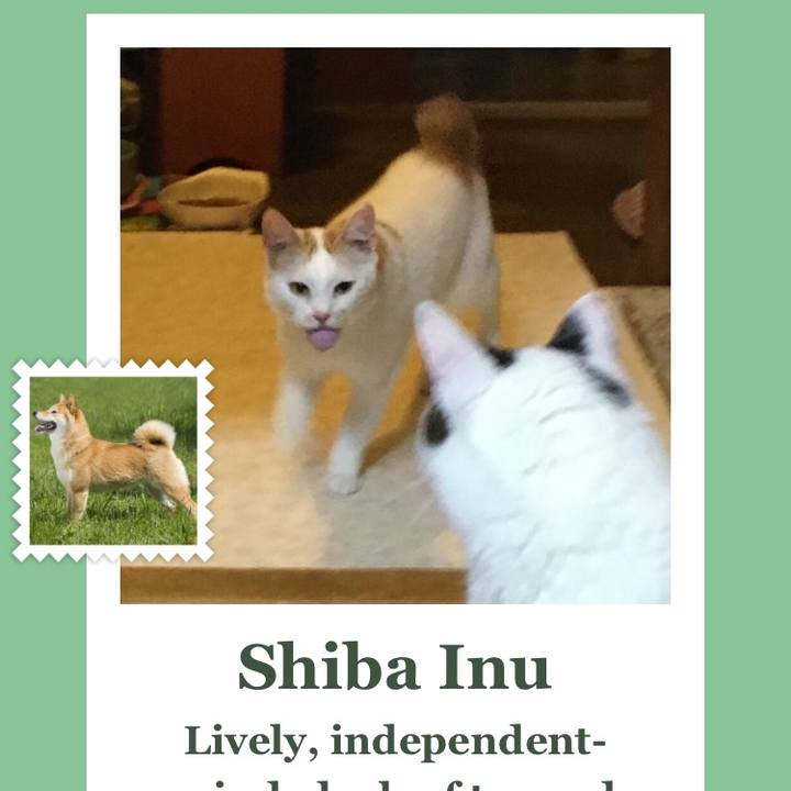 C5312fd6 305d 4e4a b2ba 40a3b383cae5