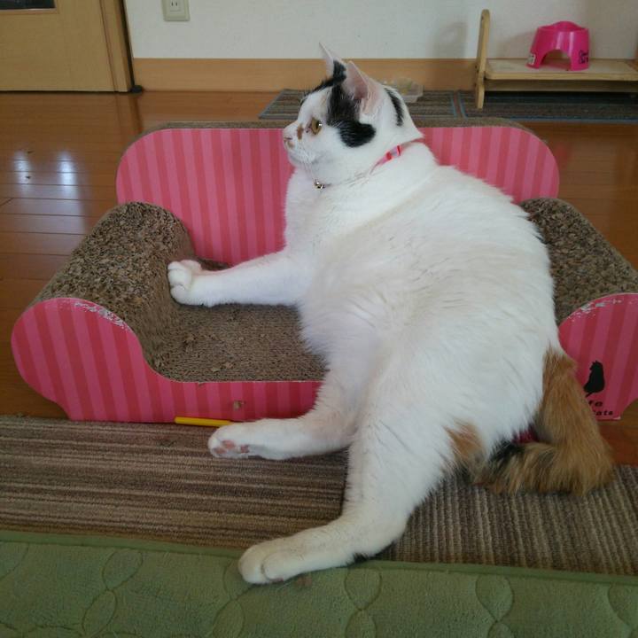 C532de28 de00 4904 bdd9 774630ff07bb