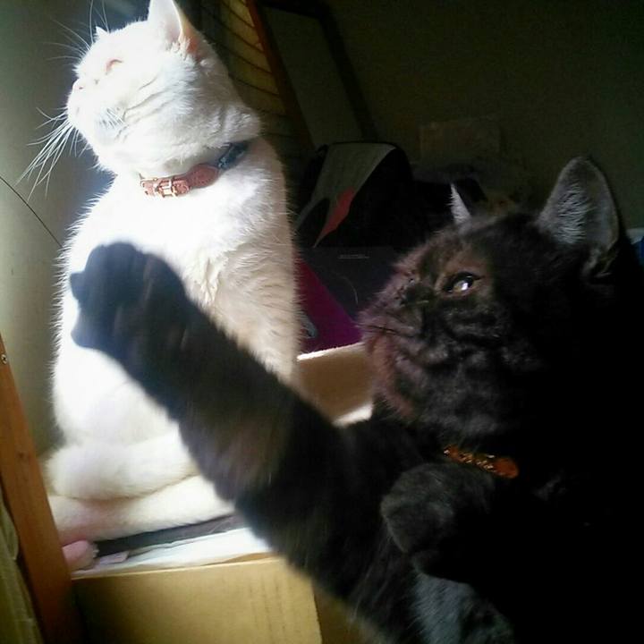 C5409caf bdc8 4a01 aaf4 5d441b2a83e1