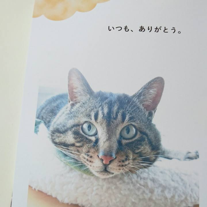 C54a426f 740b 42d1 b527 36f24cc6e62c