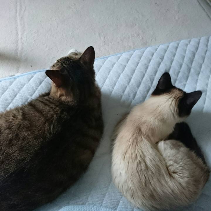 C54ae26a dda7 47c9 a93a e86a40b4e37b