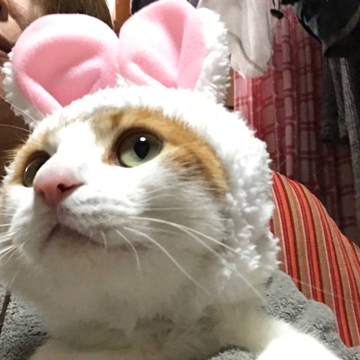 C54bca15 dc4e 4e2f 98b6 e2a81833fc98