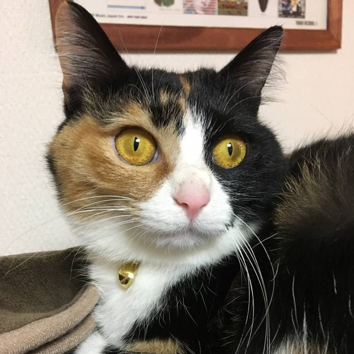 C54cb7ea 1ce0 4ff9 81f3 1cd0c613c97e