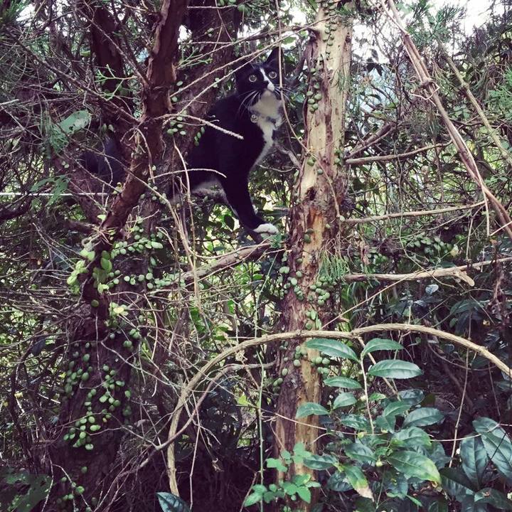 C54cf0b4 fbab 480b 945c 32e596a527d3