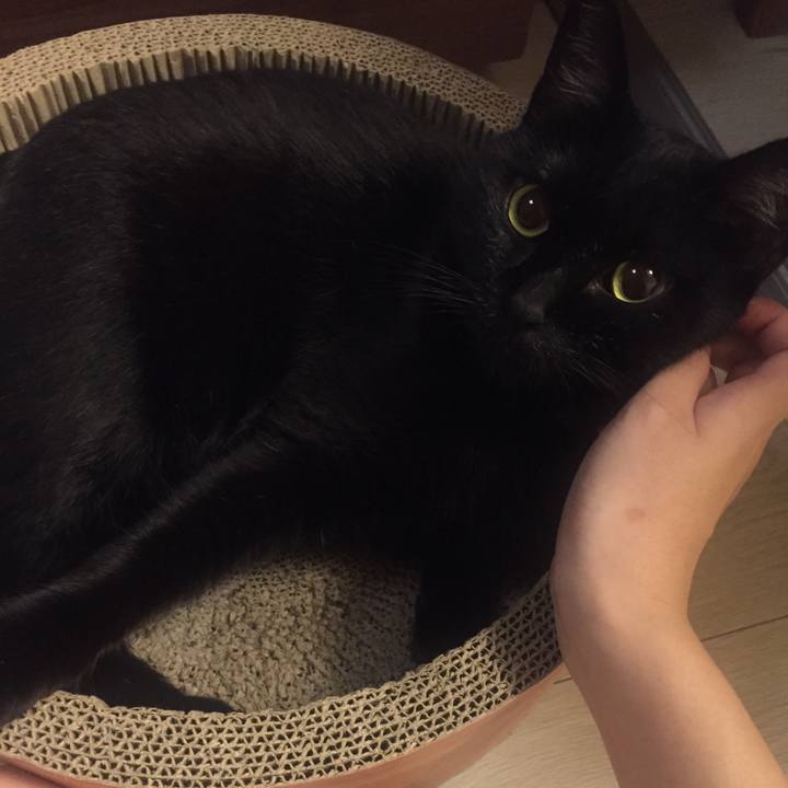 C551b858 ee92 44ea ba4a 9fa9850b00e4