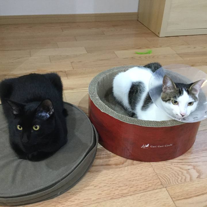 C554a32a 9eae 4bcc ad38 137a8b1916ef