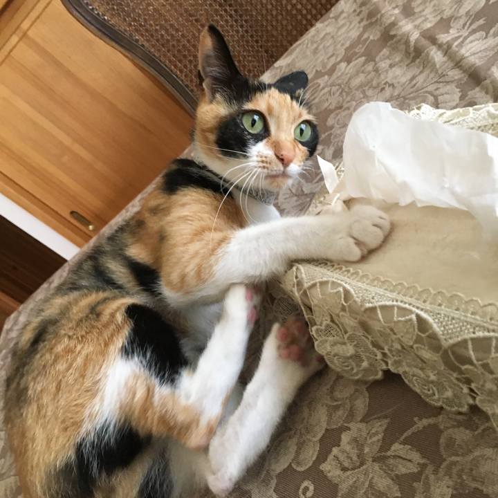 C5572a68 4409 45ee bc0c e0509344115a