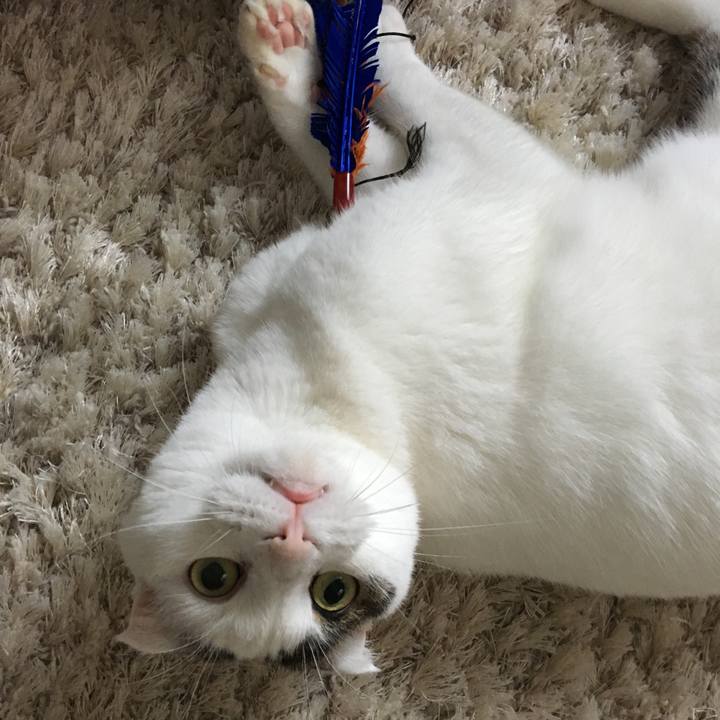 C55b869f 6c49 4aa9 8119 051100cff747