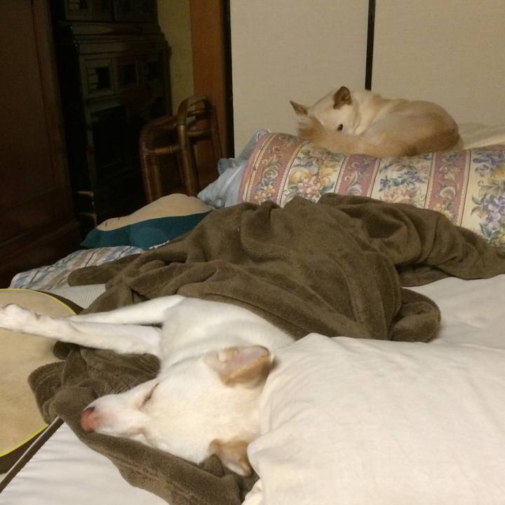 C55bf1ff b78e 4d5b 8fab bc481adb76ba