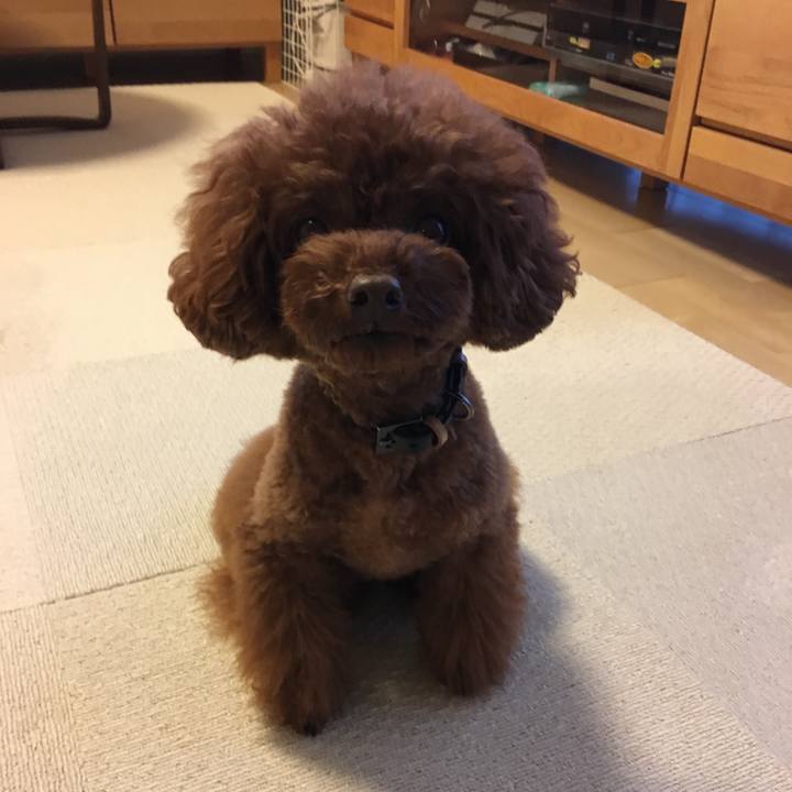 C55d2399 be43 4a00 a87d 0a5156bef21f