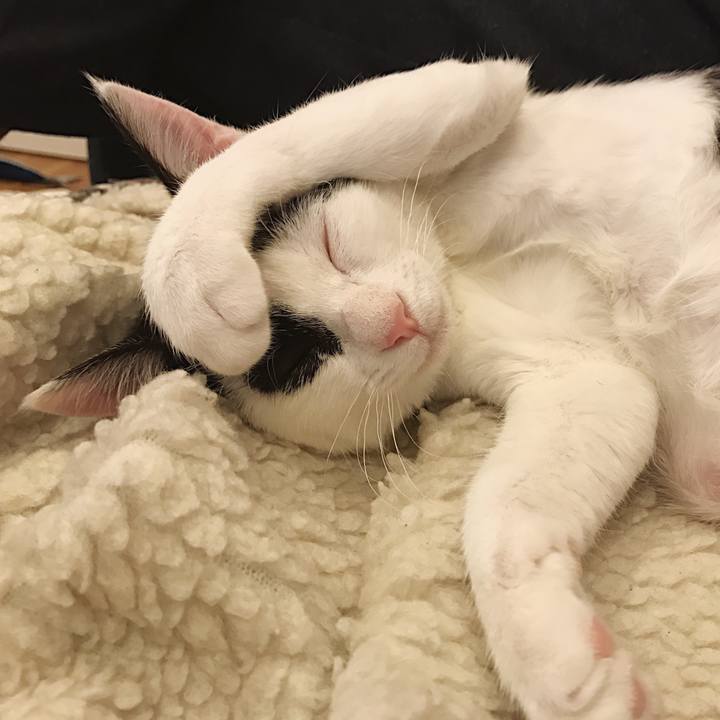 C55dbfc4 0be4 4abc a007 6f76f7eac351