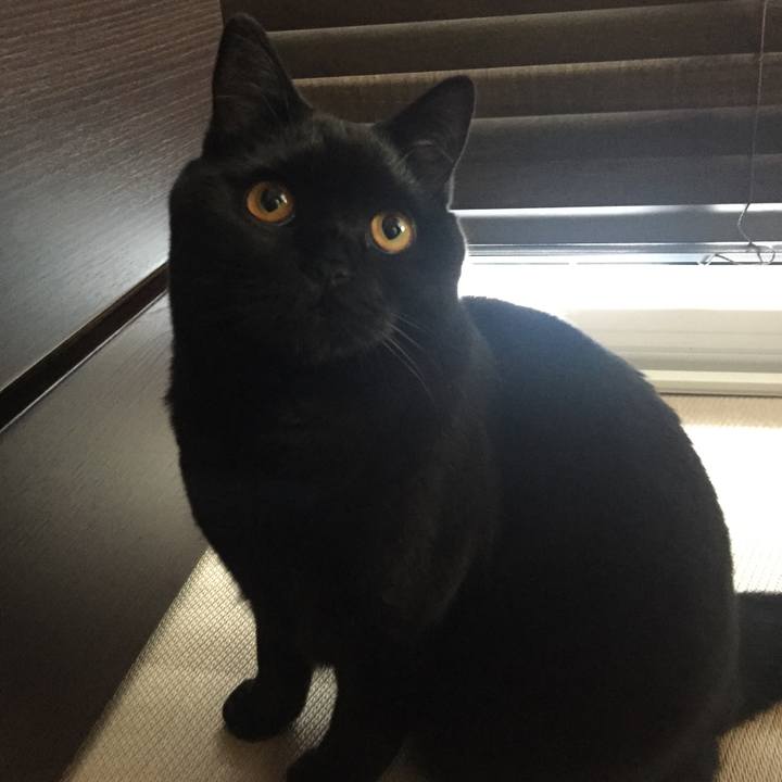 C55f7ce8 4daa 4212 bfbd 08008bd86519