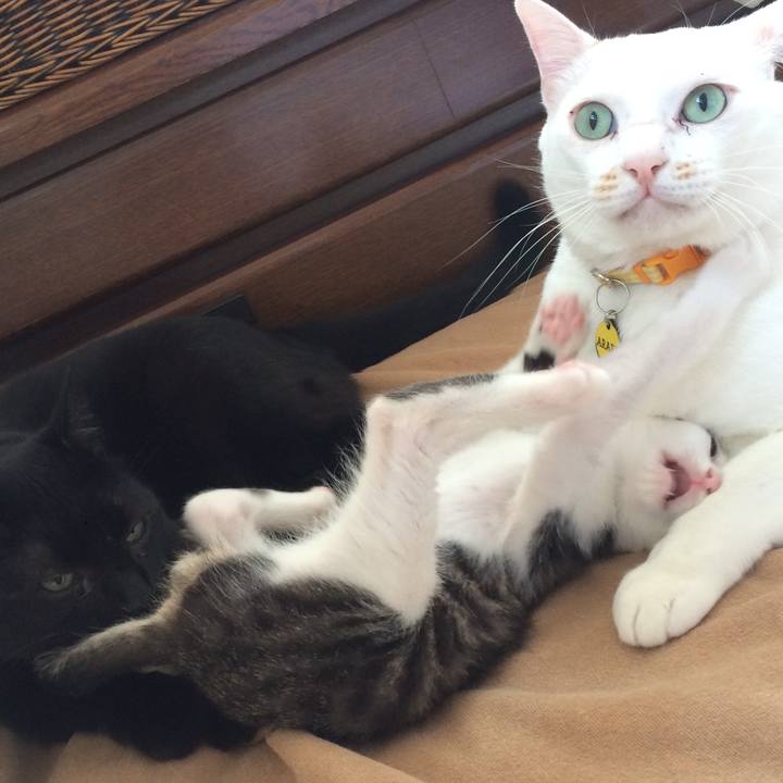 C56be21e ab02 4f86 8d58 8baf9c09ec03