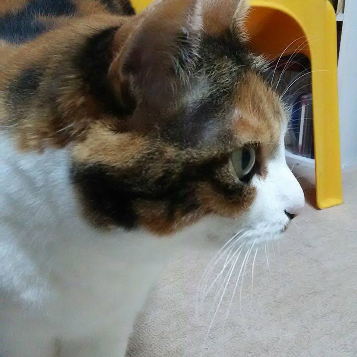 C584a5d4 4bf8 46bb b7bf b3619ec38add